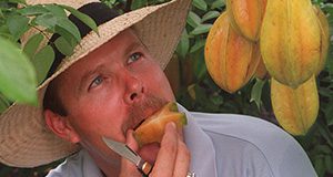 The names carambola and mamey sapote may not be household words yet, but researchers at the University of Florida's Institute of Food and Agricultural Sciences say these tropical "designer" fruits may bring sweet success for South Florida growers who lost hundreds of acres of groves and farmland in Hurricane Andrew. Tropical fruit crops specialist Jonathan Crane, shown tasting a carambola or "star fruit" at UF/IFAS' Tropical Research and Education Center in Homestead, is working with farmers to establish the new crops in the area. UF/IFAS economists say the fruits, already popular in Asian and Hispanic cultures, could create valuable new markets for South Florida.