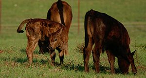 Little bull with two calves in field, beef cows. UF/IFAS Photo: Thomas Wright