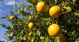 Oranges on trees in a grove at the Citrus Research and Education Center. Photo taken on 03/04/16.