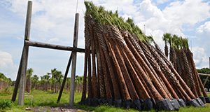 Sabal palms are held on a rack for six weeks.