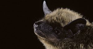 Evening bat (Nycticeius humeralis) from Texas. Portraits, Vespertilionidae, E North America to N Mexico
