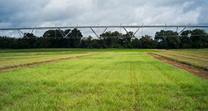 Forage grass and an irrigation sprinkler