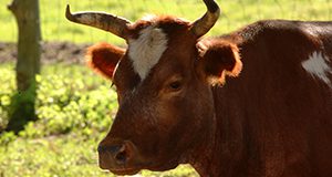 Closeup of a bull.