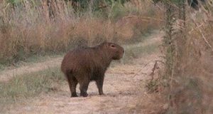 capybara out for a stroll
