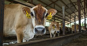 A cow in a stockade at a small dairy farm.