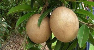 Sapodilla fruit on tree Jonathan Crane, UF/IFAS TREC