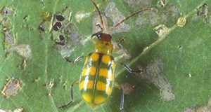 Adult banded cucumber beetle, Diabrotica balteata.