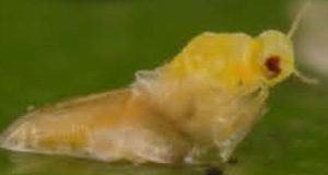 emerging adult ficus whitefly Lyle Buss UF/IFAS