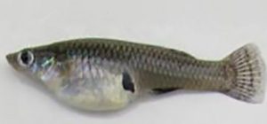Female eastern mosquitofish, Gambusia holbrooki, showing the distinguishing dark spot just posterior to the gut. 