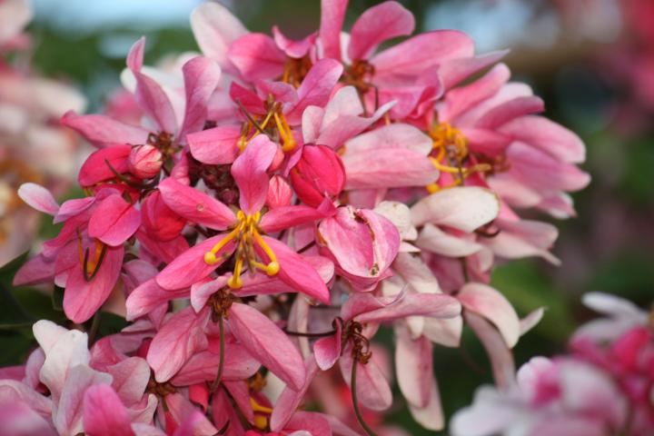 Figure 1. Clustering flowers of Cassia javanica (Pink and White Shower)