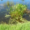 stormwater pond plants