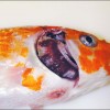 Figure 1. Koi with mottled gills and sunken eyes due to koi herpesvirus disease.