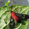 Figure 2. Dorsal view of the scarlet-bodied wasp moth, Cosmosoma myrodora (Dyar). Note blue metallic spots on the abdomen.