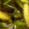 Figure 4.  A late instar of Parapoynx diminutalis Snellen, feeding on hydrilla (left). Instars 2 through 7 are white, later instars begin to turn yellow closer to pupation (right). Branched gills are visible and help identify this species in the larval stage.