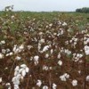 Cotton field on the West Florida REC property in Jay. Photo by Eric Zamora