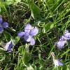 Figure 1. Violet in grass