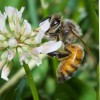 Figure 1. The western honey bee, Apis mellifera, collecting nectar from a flower.