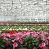 Greenhouse with large variety of cultivated flowers.