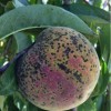 Figure 3. Peach scab lesions on ripening fruit. Lesions occur on the top part of the fruit where water from rain or irrigation splashes spores down on the fruit.