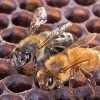 Figure 1. An Africanized honey bee (left) and a European honey bee on honeycomb. Despite color differences between these two individuals, mostly they can't be identified by eye.