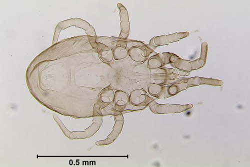 Figure 1. Adult chicken mite, Dermanyssus gallinae (De Geer). Credit: Lyle J. Buss, University of Florida