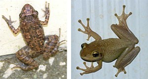 Florida's greenhouse frog and Florida's Cuban treefrog