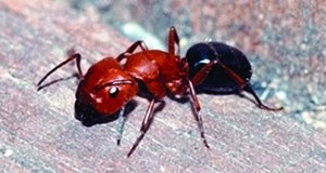 Figure 1.  Adult carpenter ant major worker. Credit: www.tamu.edu