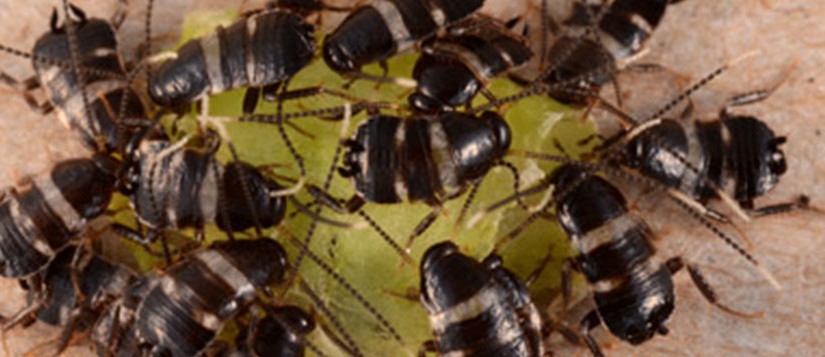 Australian cockroach <i>Periplaneta australasiae</i> Fabricius (Insecta: Blattodea: Blattidae)