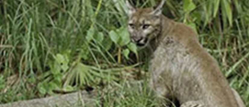 Figure 1. A Florida panther. Credit: United States Fish and Wildlife Service National Digital Library