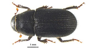Figure 1. Dorsal view of an adult black turpentine beetle, Dendroctonus terebrans (Olivier). Its large size, trapezoidal pronotum, and rounded declivity distinguish it from all other bark beetles infesting pines in the southern United States. Credit: Adam Black and Jiri Hulcr, University of Florida