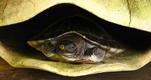 Juvenile hicatee inside shell of adult
