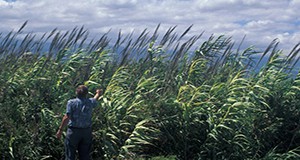 Arundo donax, or giant reed
