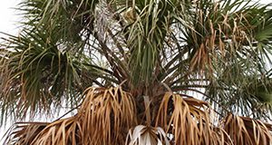 Figure 5. Discoloration of the lowest (older) leaves is an early symptom of TPPD in cabbage palm.