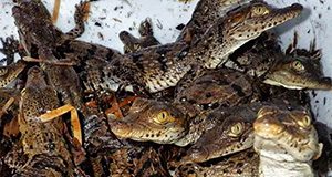 crocodile hatchlings; Michiko Squires, University of Florida