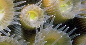 A close-up photo of a coral colony, showing several individual coral animals. Jellyfish-like tentacles extend from each animal’s body.