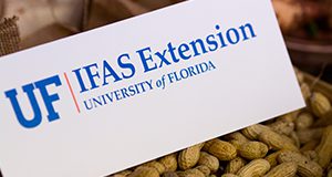 UF/IFAS Extension sign sitting on peanuts Photo Credits: UF/IFAS Photo by Amy Stuart