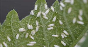 Whitefly-Bemisia-tabaci-Gennadius-eggs-and-adults-Lance-Osborne