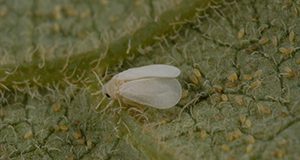 adult citrus whitefly, D. citri. Lyle Buss.