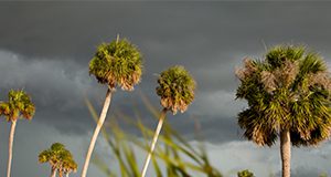 Palm trees being blown by the winds of an approaching storm. Severe weather, rain, beach, coast. UF/IFAS Photo by Tyler Jones.