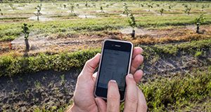 A farmer operating an IFAS-developed mobile app to control citrus irrigation.