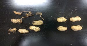 Root-knot nematode on causing galls on peanut pods and noninfested pods