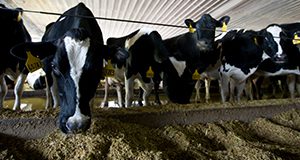Dairy cows feeding at the Shenandoah Dairy Farm. Cow, feed, milk production. UF/IFAS Photo by Tyler Jones.