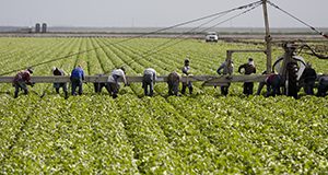 Workers picking and loading lettuce onto a conveyor belt UF/IFAS Photo by Tyler Jones.