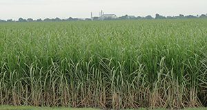 Sugarcane field in Belle Glade, Florida.