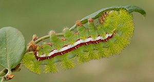 io moth caterpillar Automeris io