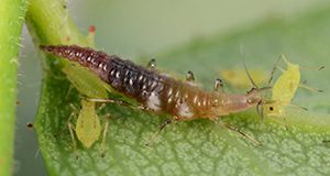 A brown lacewing larva, Micromus posticus, feeding on aphid pests of a rose bush. This soft-bodied predator would likely be killed by natural insecticides intended for the aphids.