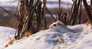 A Santa Rosa beach mouse peers out of his hole on an oceanfront dune in this November 2000 photograph taken by University of Florida graduate student Brittany Bird. A study by Bird and other researchers at UF’s Institute of Food and Agricultural Sciences suggests that bright lights from oceanfront development are harmful to threatened and endangered subspecies of beach mouse. (AP Photo/University of Florida/IFAS/Brittany Bird)