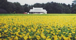 Perennial peanut ground covering. Legumes, hay, feedstock. UF/IFAS Photo.