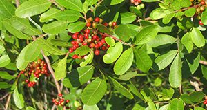 Brazilian Peppertree. Image used in the 2014 Research Discoveries report.