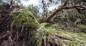 Two oak trees downed due to Hurricane Irma. Photo taken 09-14-17